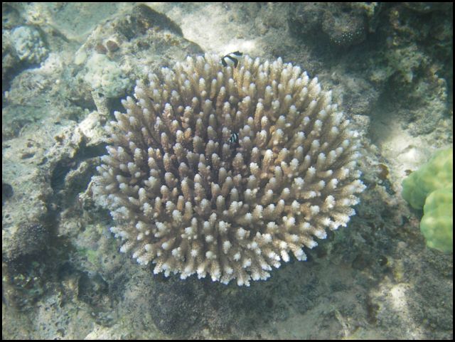 Coral in Palau