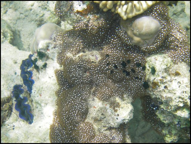 Coral in Palau