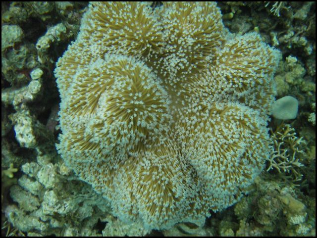 Coral in Palau